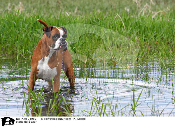 stehender Deutscher Boxer / standing Boxer / KMI-01062