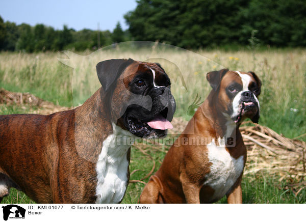 Deutscher Boxer / Boxer / KMI-01077