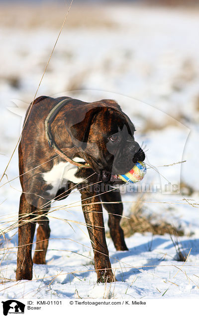 Deutscher Boxer / Boxer / KMI-01101