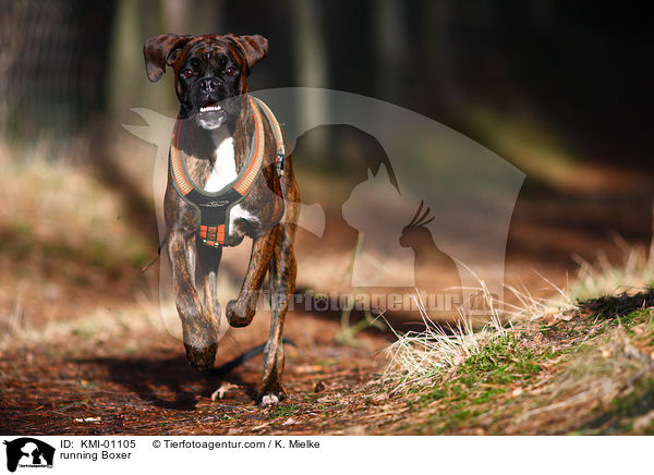 rennender Boxer / running Boxer / KMI-01105