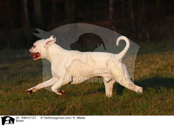 Deutscher Boxer / Boxer / KMI-01121