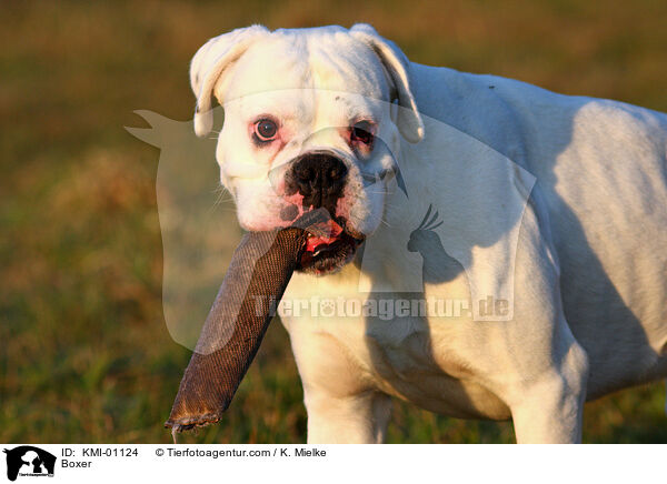 Deutscher Boxer / Boxer / KMI-01124