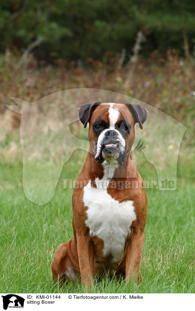 sitzender Deutscher Boxer / sitting Boxer / KMI-01144