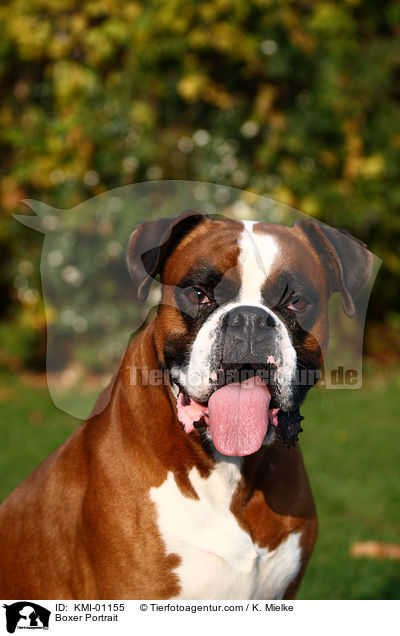Boxer Portrait / Boxer Portrait / KMI-01155