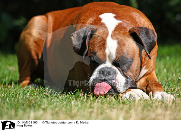 liegender Deutscher Boxer / lying Boxer / KMI-01160
