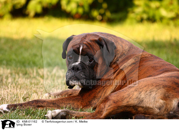 liegender Deutscher Boxer / lying Boxer / KMI-01162