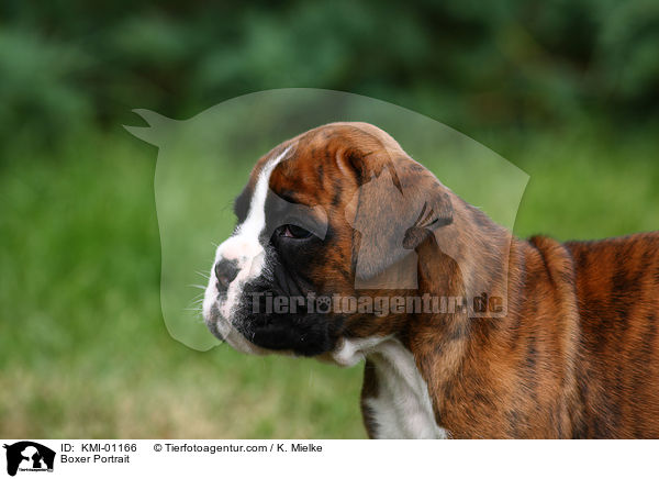 Deutscher Boxer Portrait / Boxer Portrait / KMI-01166