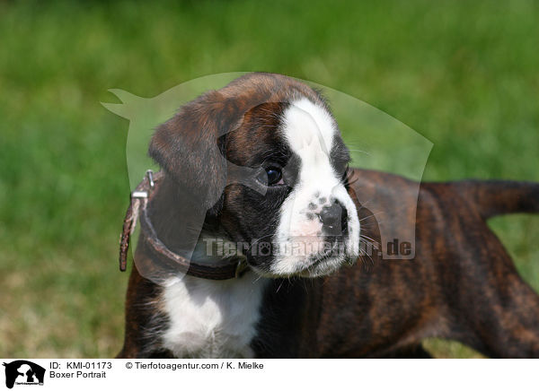 Deutscher Boxer Portrait / Boxer Portrait / KMI-01173