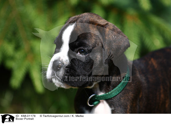 Deutscher Boxer Portrait / Boxer Portrait / KMI-01178
