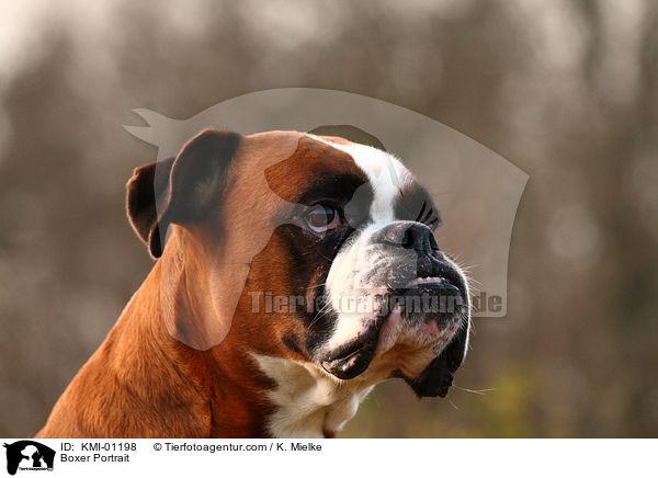 Boxer Portrait / Boxer Portrait / KMI-01198