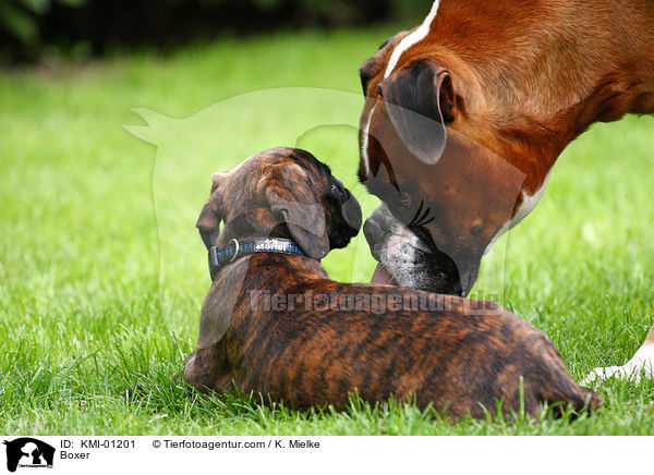 Deutscher Boxer / Boxer / KMI-01201