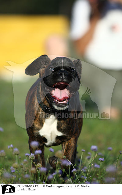 rennender Boxer / running Boxer / KMI-01212