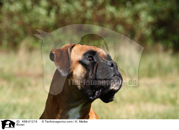 Deutscher Boxer / Boxer / KMI-01219