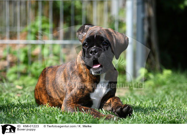 Deutscher Boxer Welpe / Boxer puppy / KMI-01223