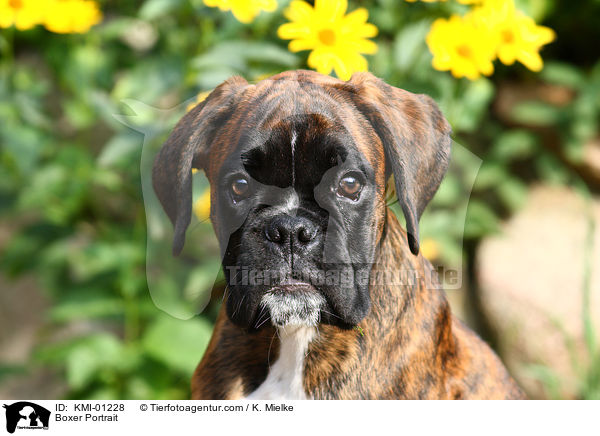 Deutscher Boxer Portrait / Boxer Portrait / KMI-01228