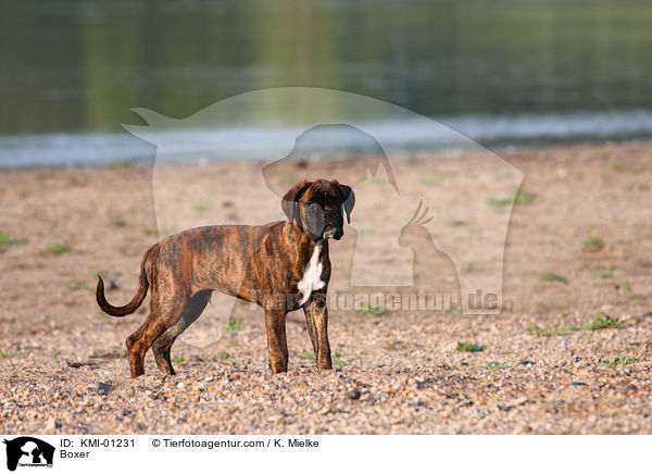 Deutscher Boxer / Boxer / KMI-01231