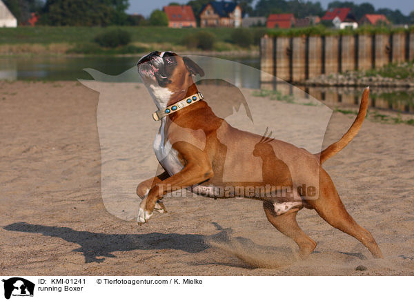 rennender Deutscher Boxer / running Boxer / KMI-01241