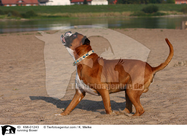 rennender Deutscher Boxer / running Boxer / KMI-01243