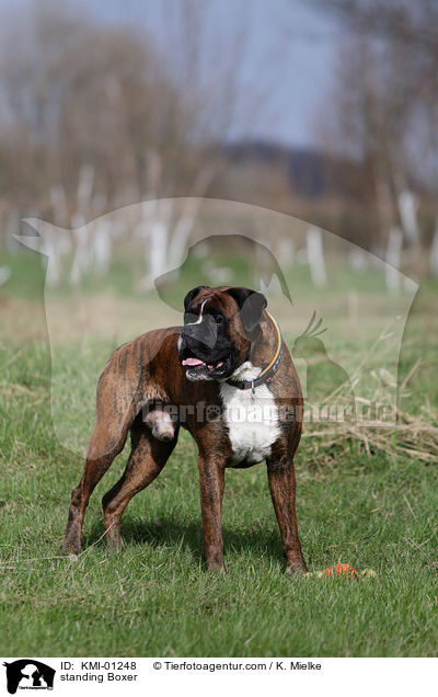 stehender Deutscher Boxer / standing Boxer / KMI-01248