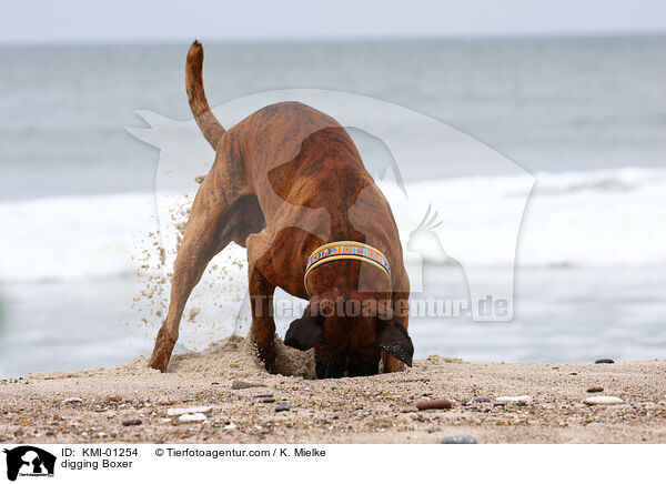 buddelnder Deutscher Boxer / digging Boxer / KMI-01254