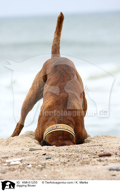buddelnder Deutscher Boxer / digging Boxer / KMI-01255