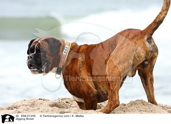 buddelnder Deutscher Boxer / digging Boxer / KMI-01256