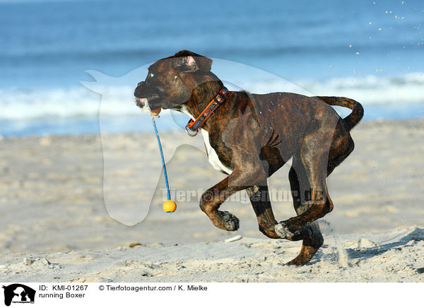 rennender Boxer / running Boxer / KMI-01267