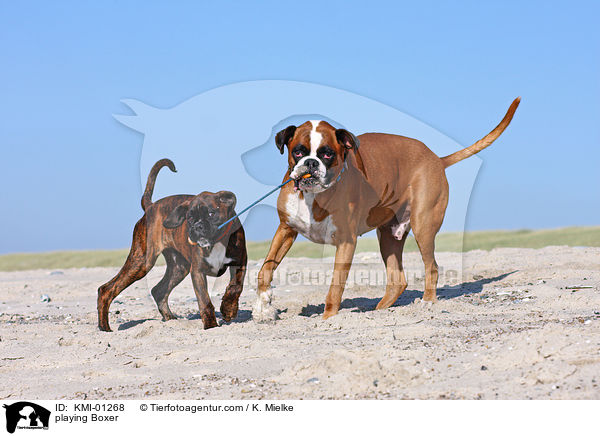 spielende Boxer / playing Boxer / KMI-01268