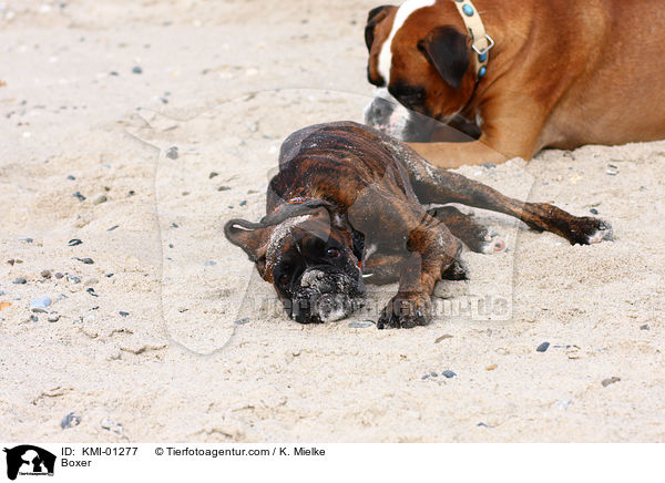 Deutscher Boxer / Boxer / KMI-01277