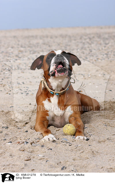 liegender Deutscher Boxer / lying Boxer / KMI-01278