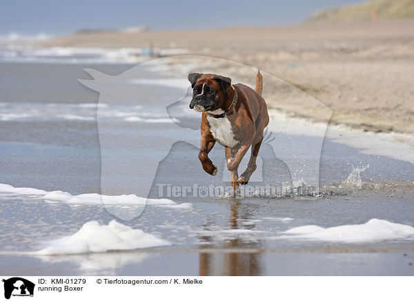 rennender Deutscher Boxer / running Boxer / KMI-01279