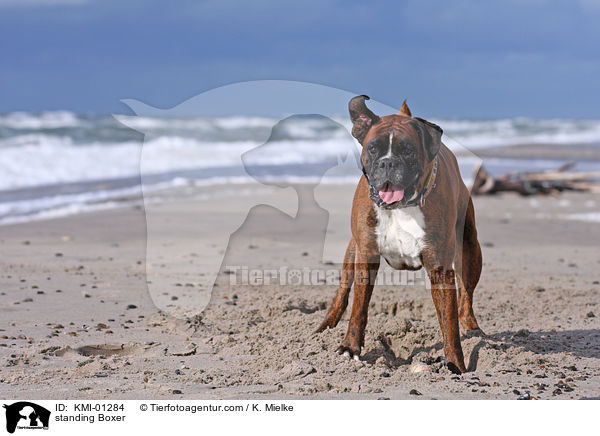 stehender Deutscher Boxer / standing Boxer / KMI-01284