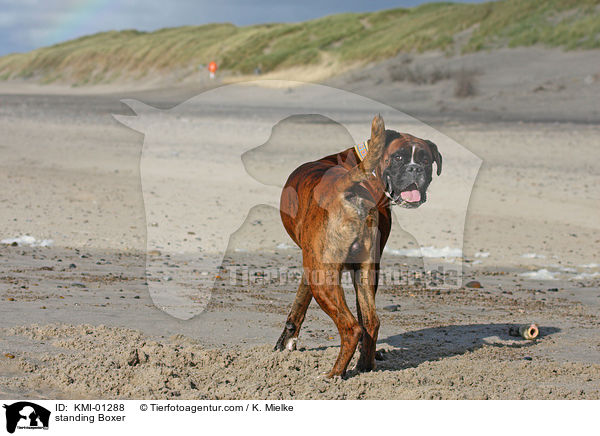 stehender Deutscher Boxer / standing Boxer / KMI-01288