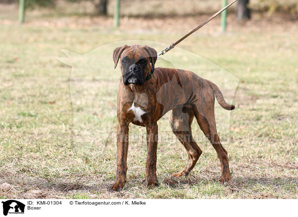 Deutscher Boxer / Boxer / KMI-01304