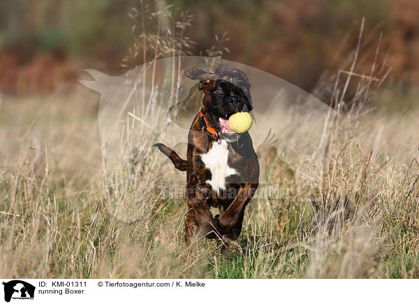 rennender Boxer / running Boxer / KMI-01311