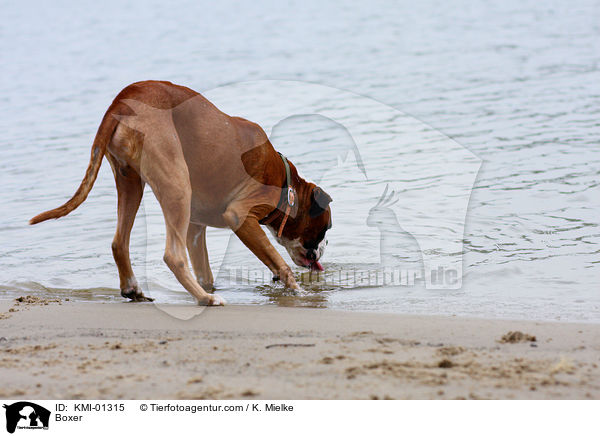 Deutscher Boxer / Boxer / KMI-01315