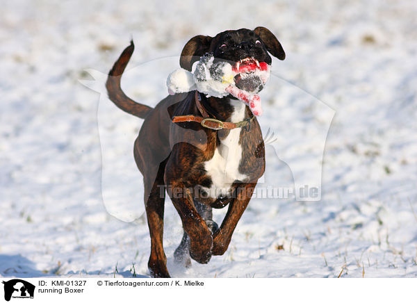 rennender Boxer / running Boxer / KMI-01327