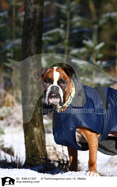 Hund trgt Winterdecke / dog wearing coat / KMI-01397