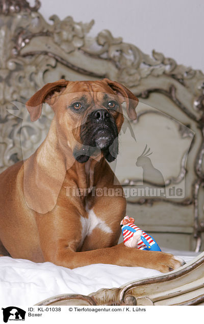 Boxer / Boxer / KL-01038