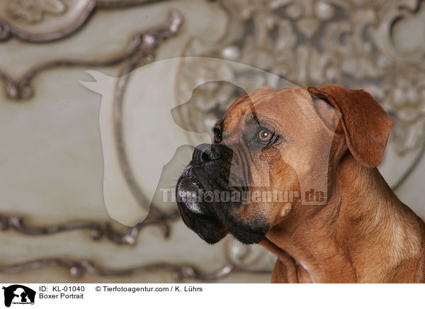 Boxer Portrait / Boxer Portrait / KL-01040