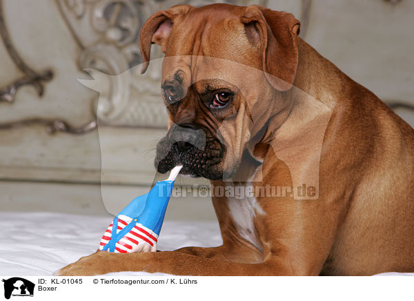 Boxer / Boxer / KL-01045