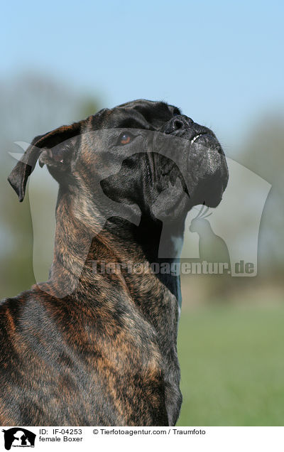 Boxer Weibchen / female Boxer / IF-04253