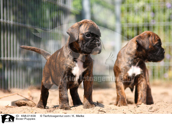 Deutsche Boxer Welpen / Boxer Puppies / KMI-01408