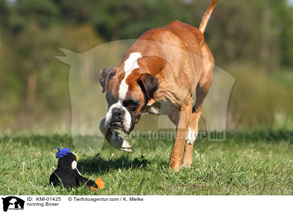 rennender Boxer / running Boxer / KMI-01425