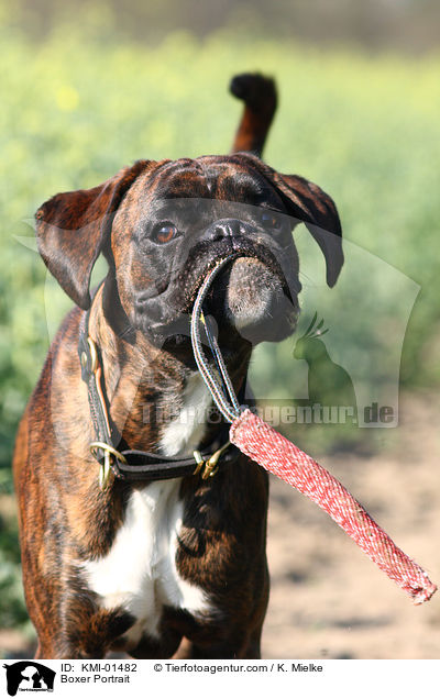 Boxer Portrait / Boxer Portrait / KMI-01482
