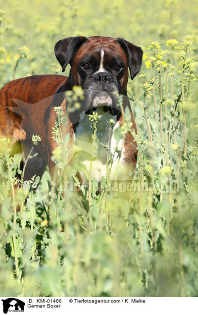 Deutscher Boxer / German Boxer / KMI-01488
