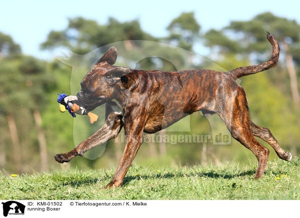 rennender Boxer / running Boxer / KMI-01502