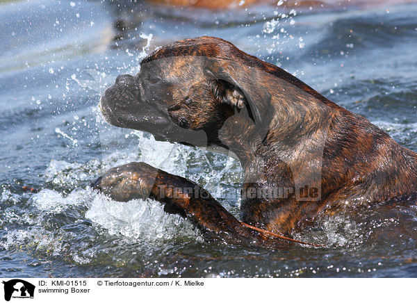 schwimmender Boxer / swimming Boxer / KMI-01515