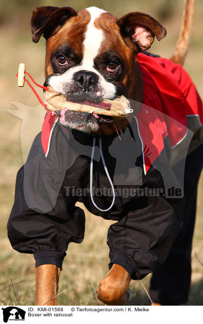 Boxer im Regenmantel / Boxer with raincoat / KMI-01568