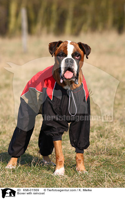 Boxer im Regenmantel / Boxer with raincoat / KMI-01569
